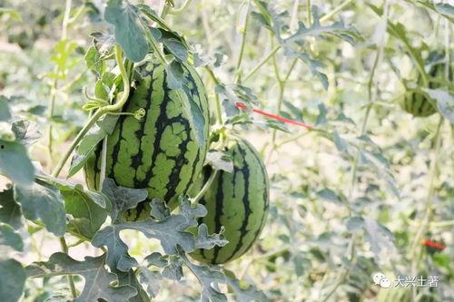 吃瓜是哪个平台的网红  第1张